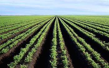 Мярка 6.1 „Стартова помощ за млади земеделски производители”